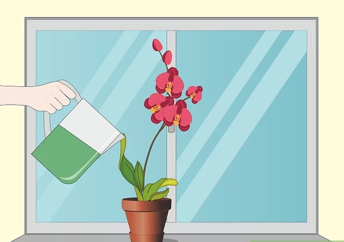 fertilizar-cuidar-orquídea